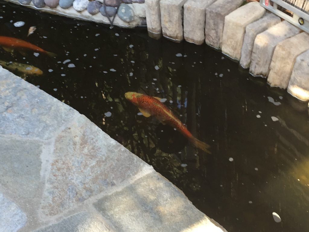 our visitor vists our pond